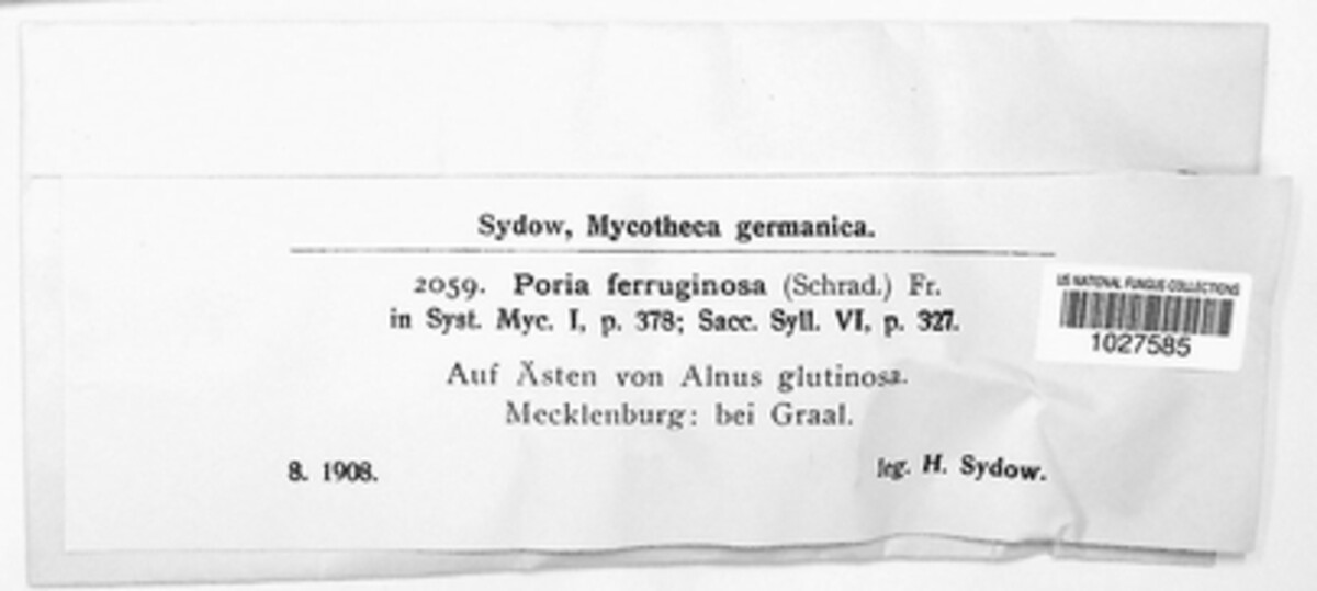 Poria ferruginosa image